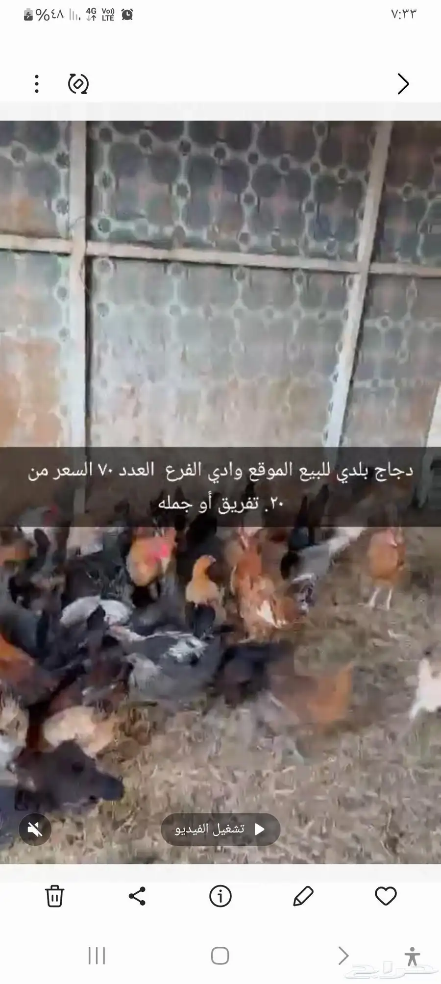 دجاج بلدي للبيع 0