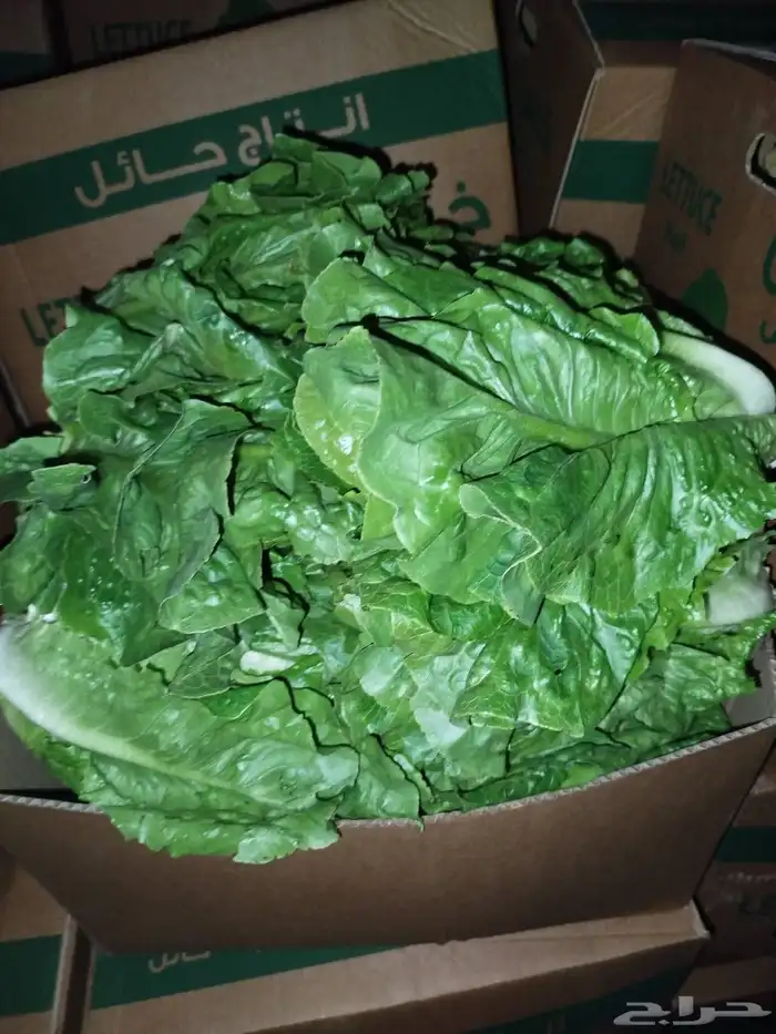 الفواكه والخضروات 6