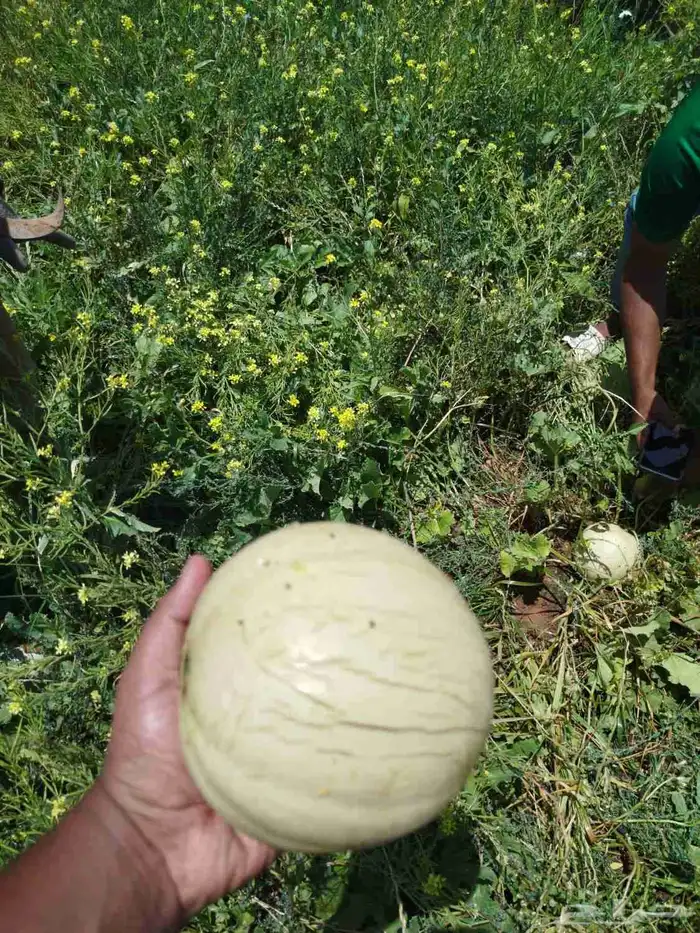 الفواكه والخضروات 3