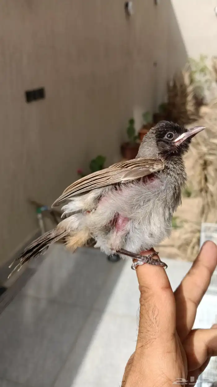 بلبول كشميري 5