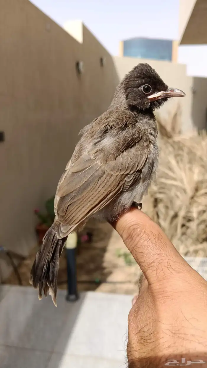 بلبول كشميري 7