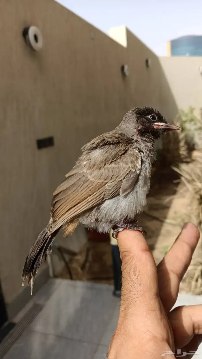 بلبول كشميري 8