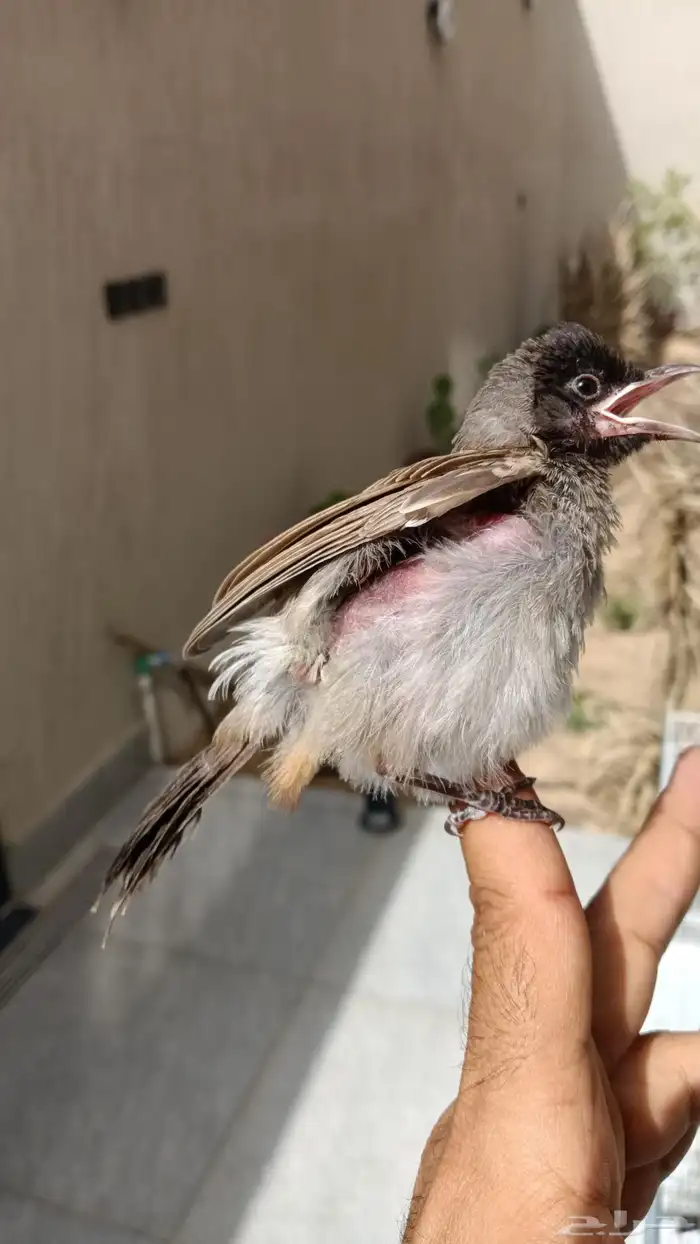 بلبول كشميري 6