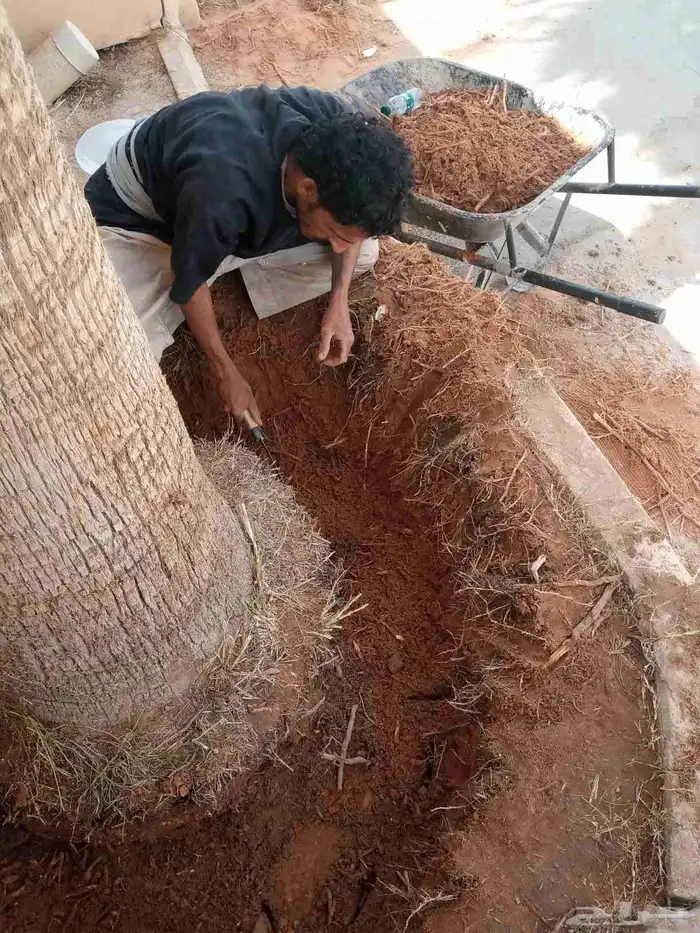 توريد وغرس النخل 1