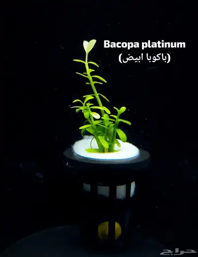 نباتات أنواع مختلفة 2