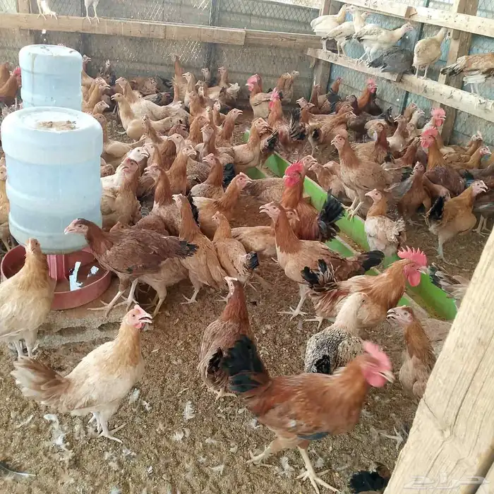 دجاج وديوك بلدي بشاير 1