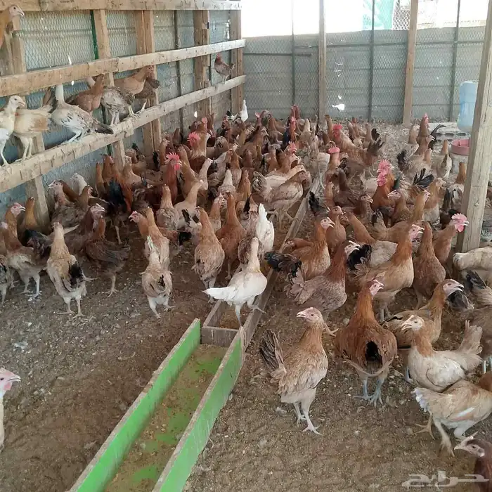 دجاج وديوك بلدي بشاير 0