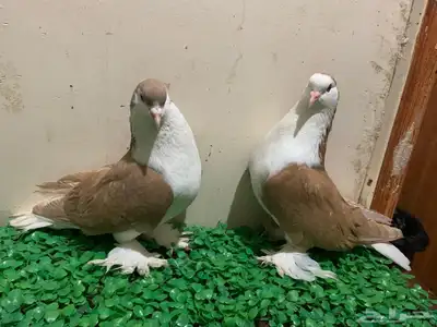 زوج من حمام شيرازي للبيع 3