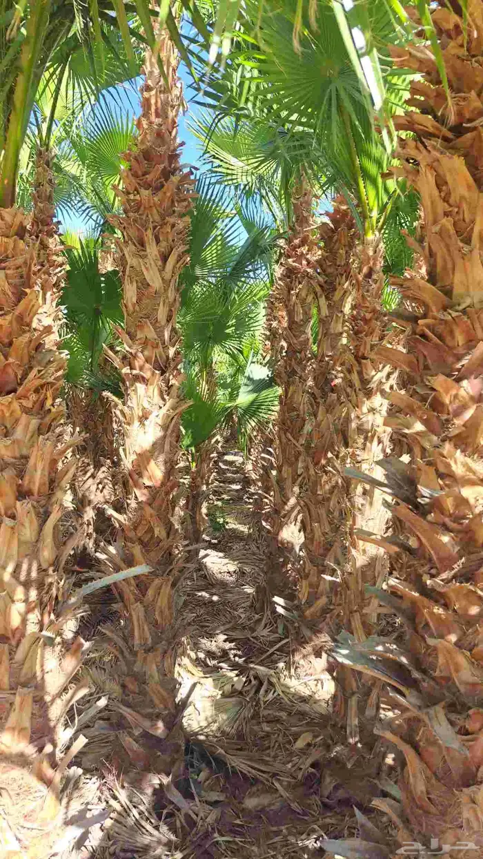 وشنطني زينه نخيل 3