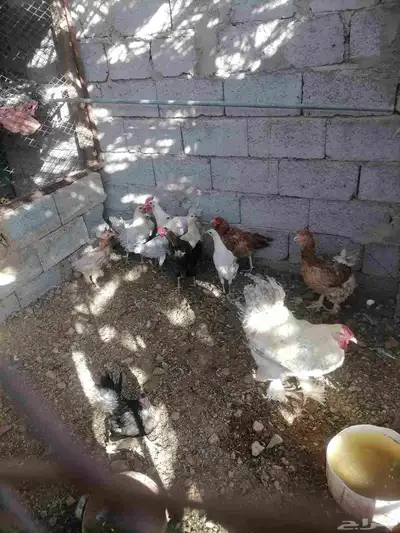 دجاج للبيع 9