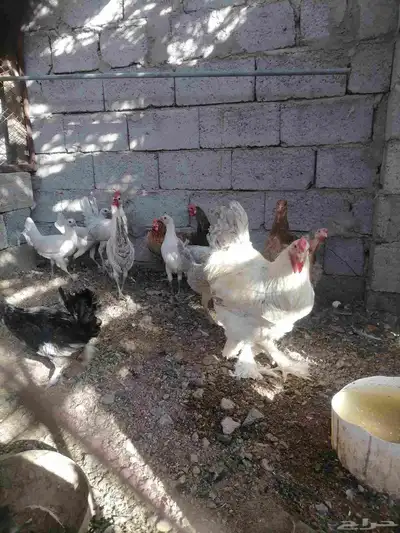 دجاج للبيع 7