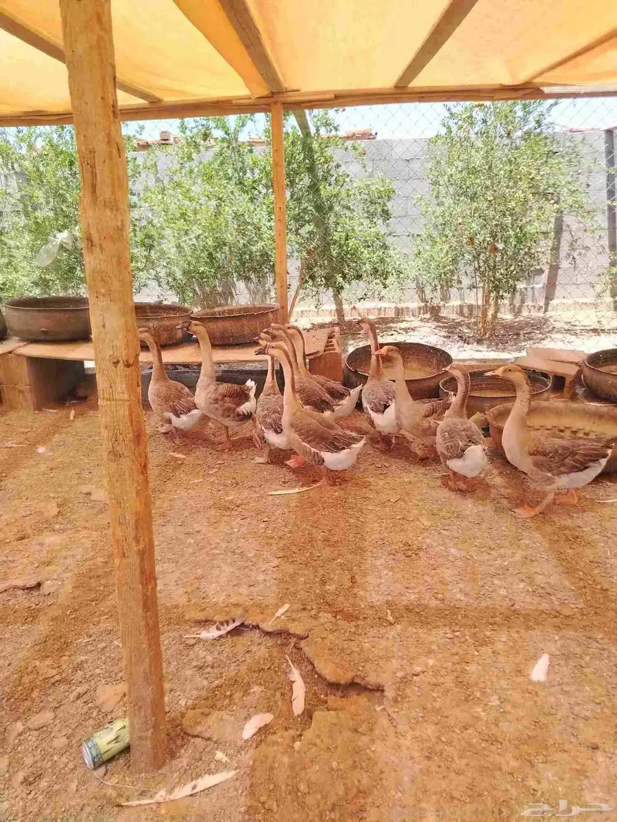 وز عراقي 0
