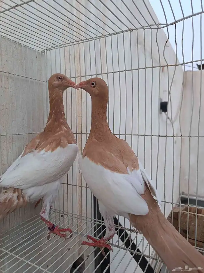 حمام زينه دنش 0