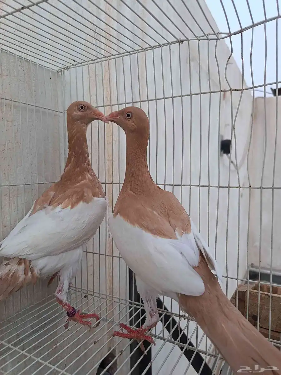 حمام زينه دنش 0