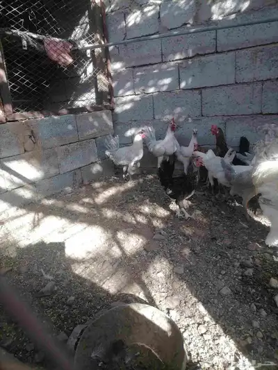 دجاج للبيع 6
