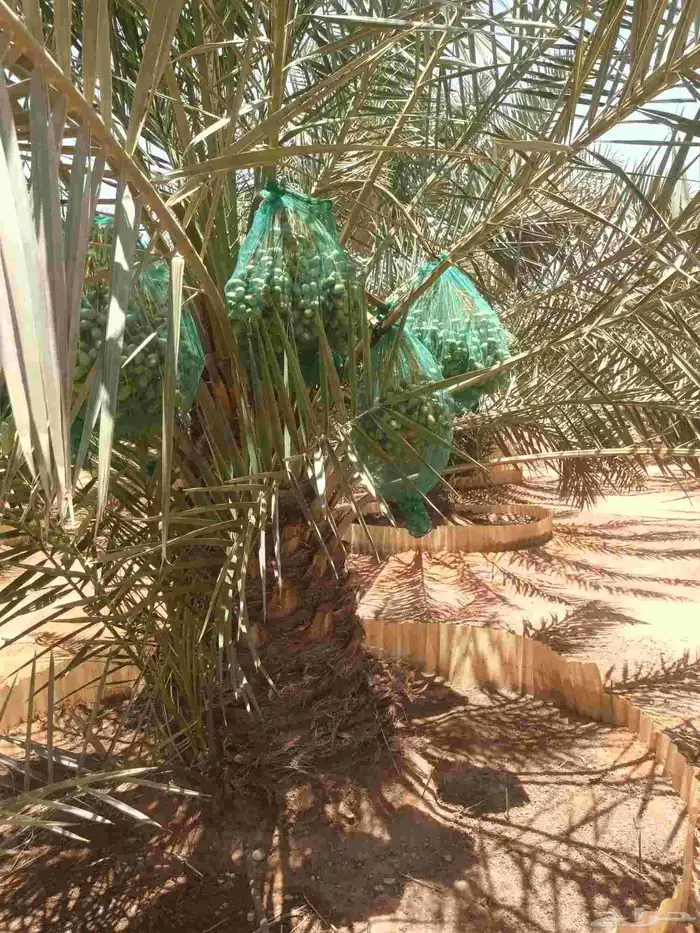 العفجه نجديه الرحمانيه الشديده الرفايع العتيق الدلم نعجان 5