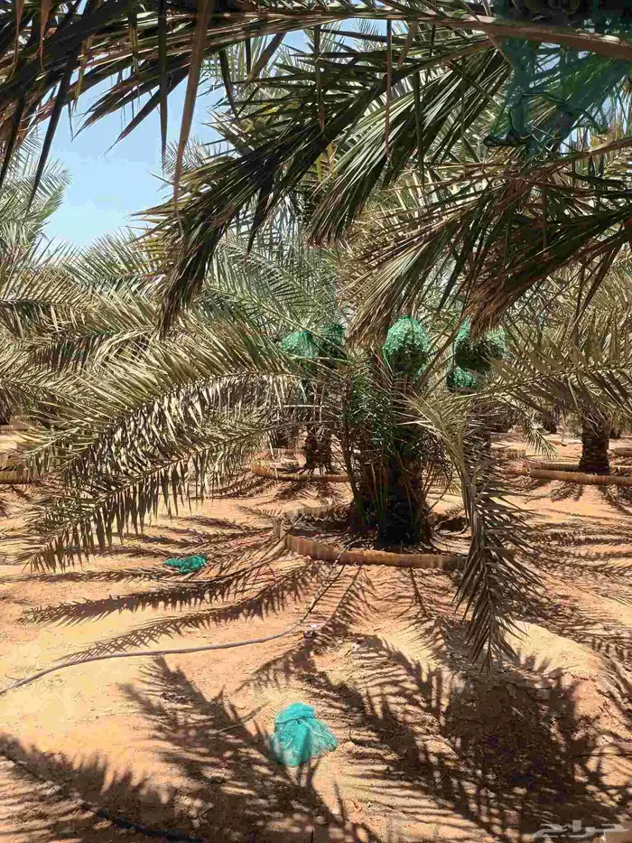 العفجه نجديه الرحمانيه الشديده الرفايع العتيق الدلم نعجان 3