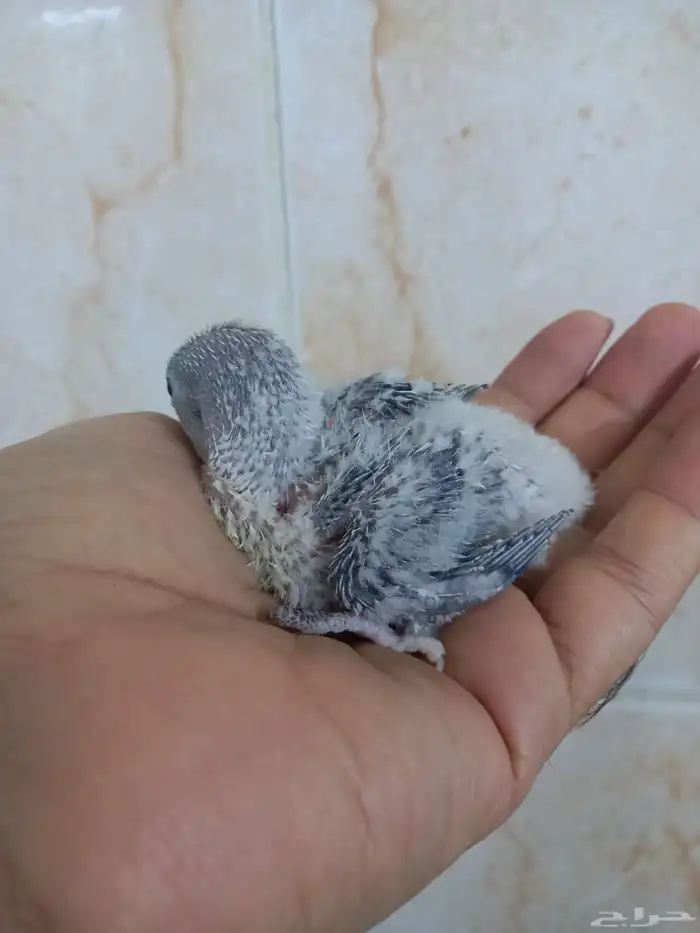 فرخ روز ب 100 ريال 4