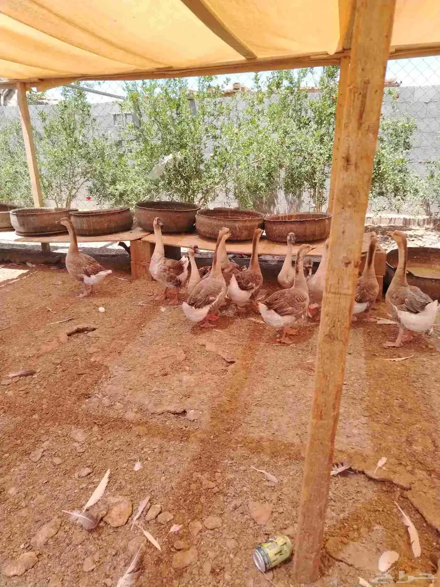 وز عراقي 3