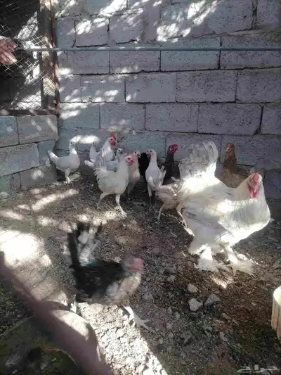 دجاج للبيع 8
