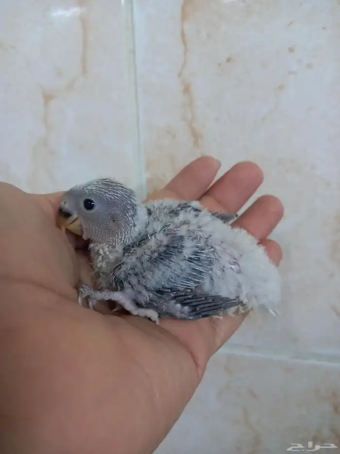 فرخ روز ب 100 ريال 1