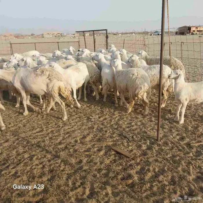 أعرض لكم غنم حريات خلفات طيبه سليمه من الأمراض العدد 47تحتها 6