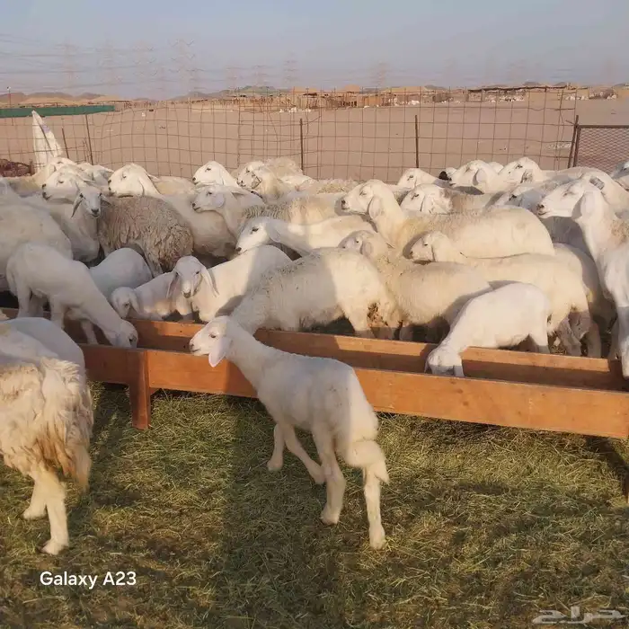 أعرض لكم غنم حريات خلفات طيبه سليمه من الأمراض العدد 47تحتها 5