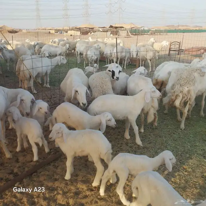 أعرض لكم غنم حريات خلفات طيبه سليمه من الأمراض العدد 47تحتها 1