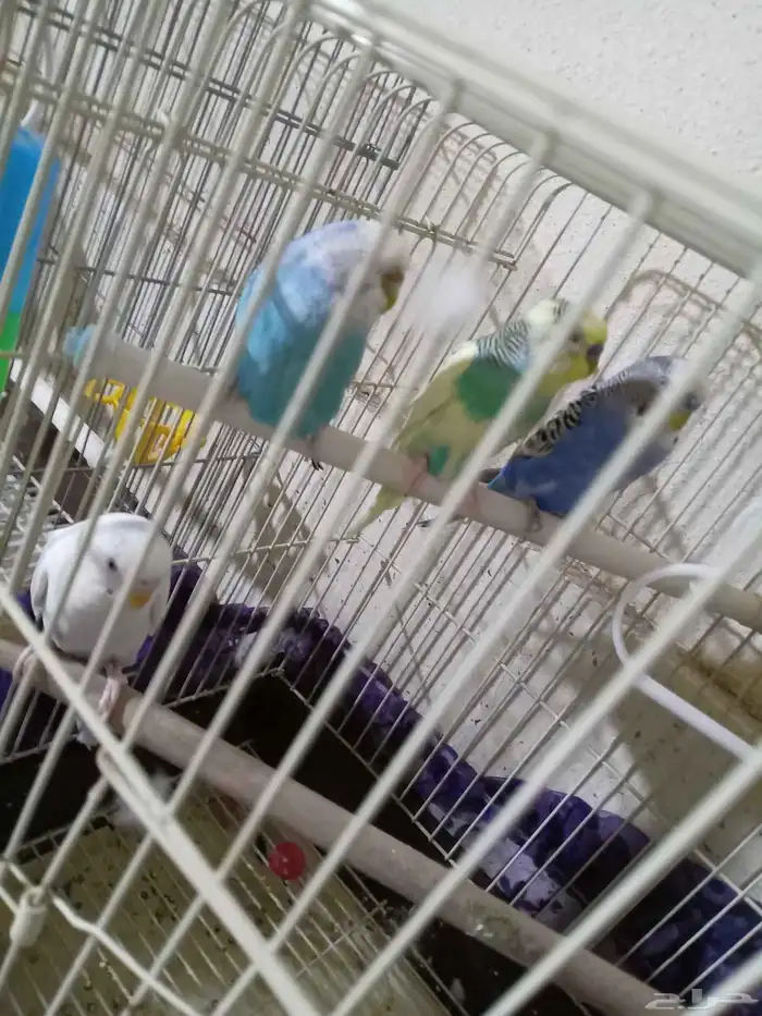 عصافير بادجي 7