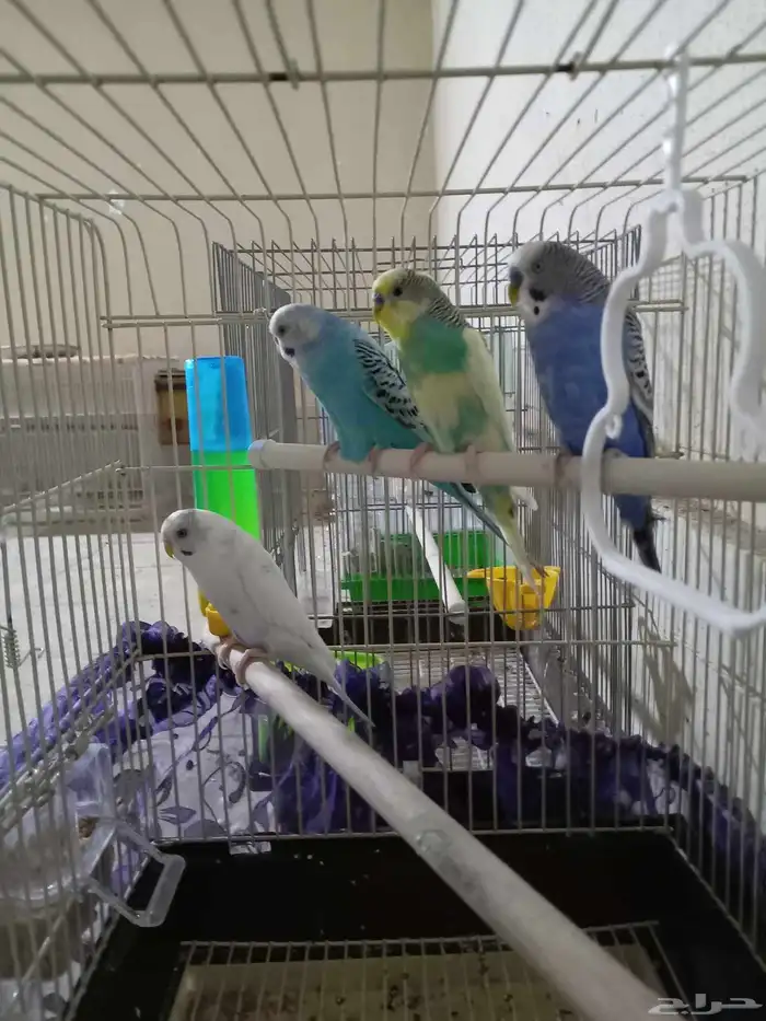 عصافير بادجي 1