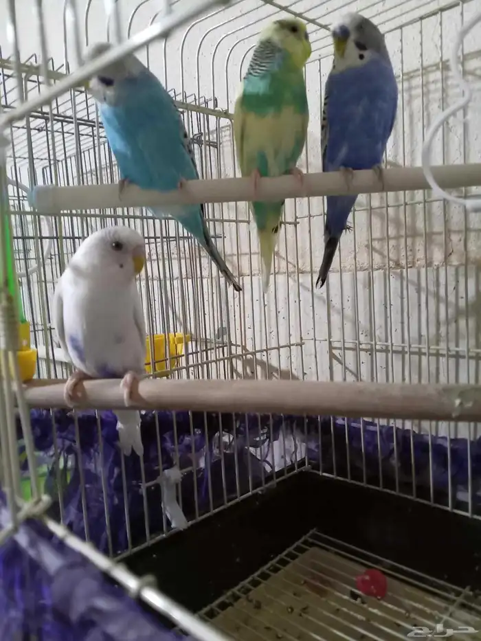 عصافير بادجي 3