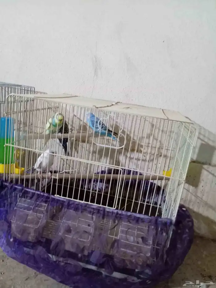 عصافير بادجي 5