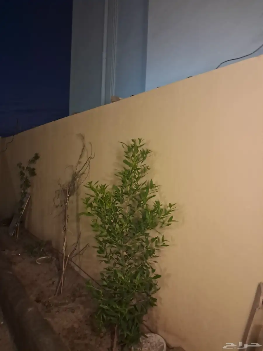 شاليه ذكي قريب بنده جودة حياة 1