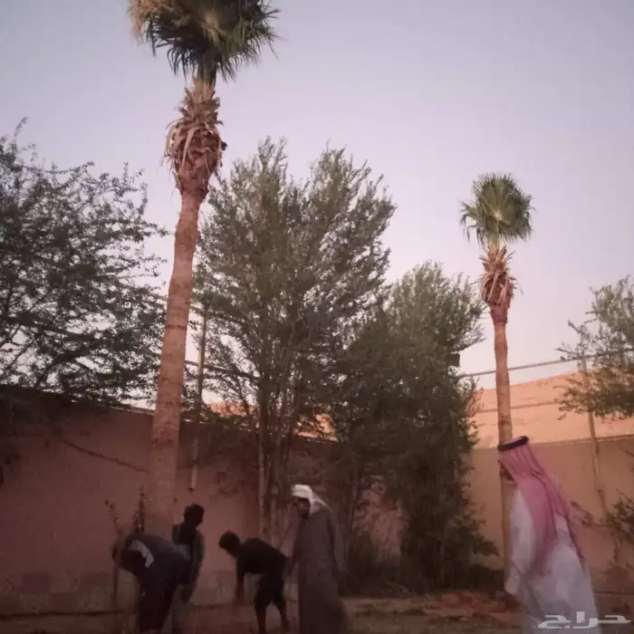 توريد وغرس النخل 0