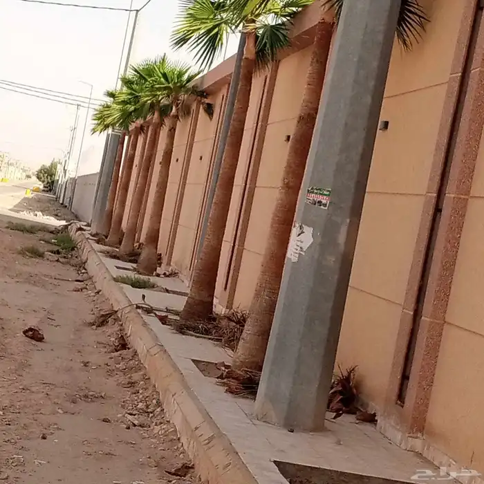توريد وغرس النخل 2