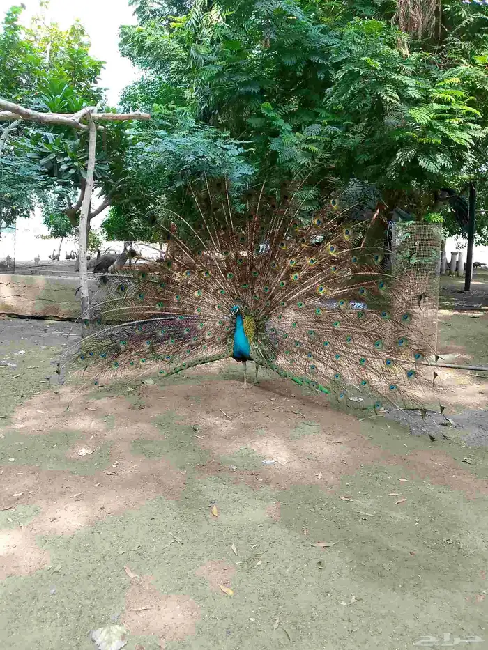 جواز طاووس منتجه اللي يبغى يتواصل 2