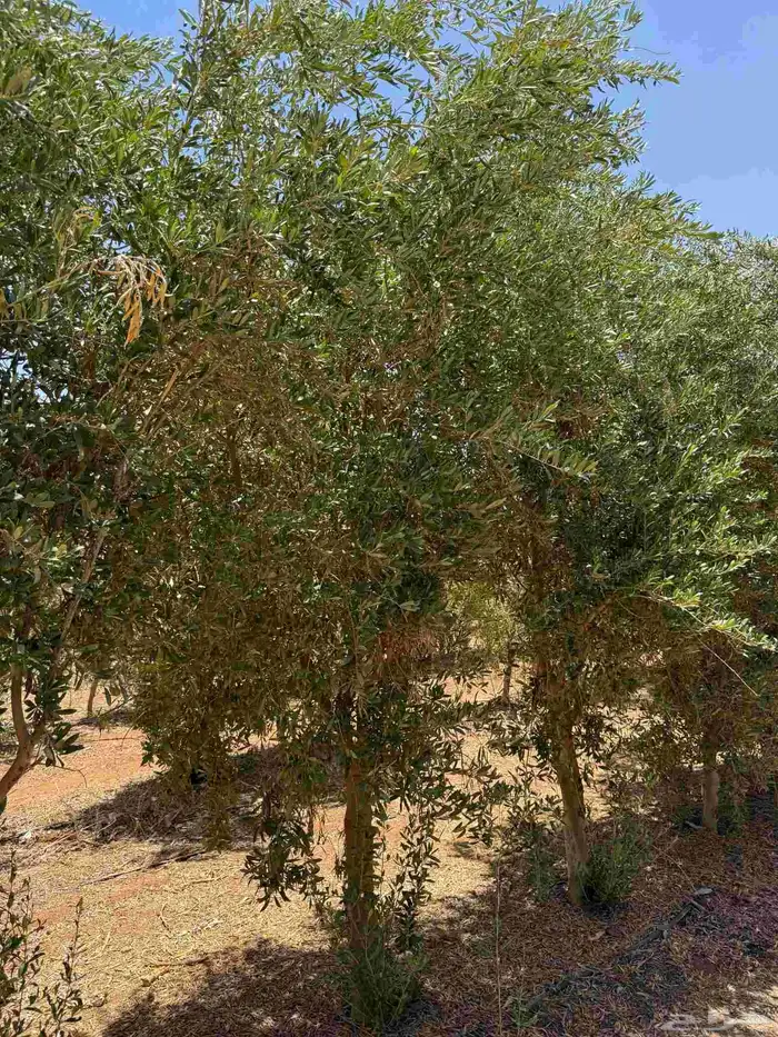 يوجد لدينا جميع انواع أشجار الزيتون وبسعر مناسب 2