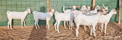 جفار بيشيه برص مراح واحد فواخر تم البيع 4