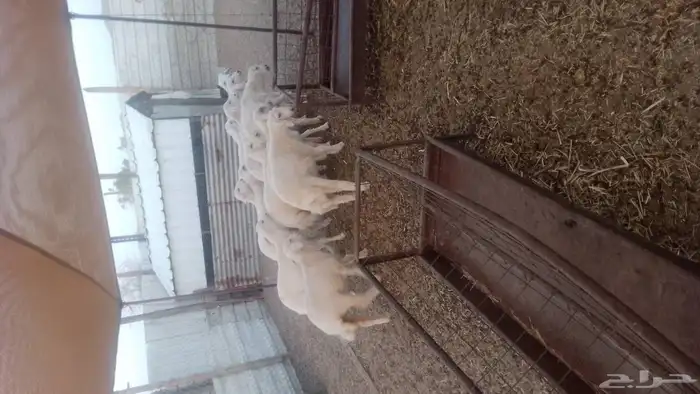 ست ارخال ب 1200 4 طليان ب 1500 التواصل مع صاحب الرقم 0561502 0