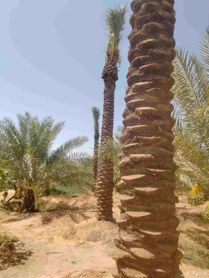 نقوم بجميع اشغال النخيل عربي وشنطني قلع غرس نقل توريد في جمي 0