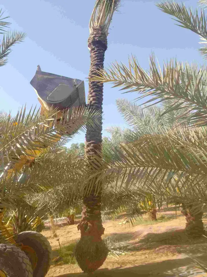 نقوم بجميع اشغال النخيل عربي وشنطني قلع غرس نقل توريد في جمي 7
