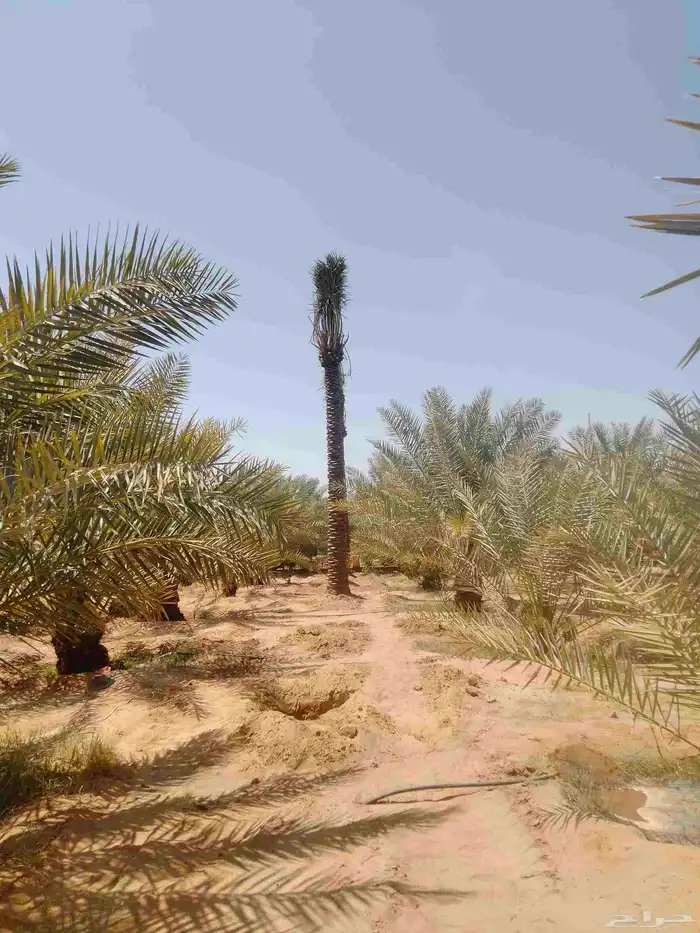 نقوم بجميع اشغال النخيل عربي وشنطني قلع غرس نقل توريد في جمي 2
