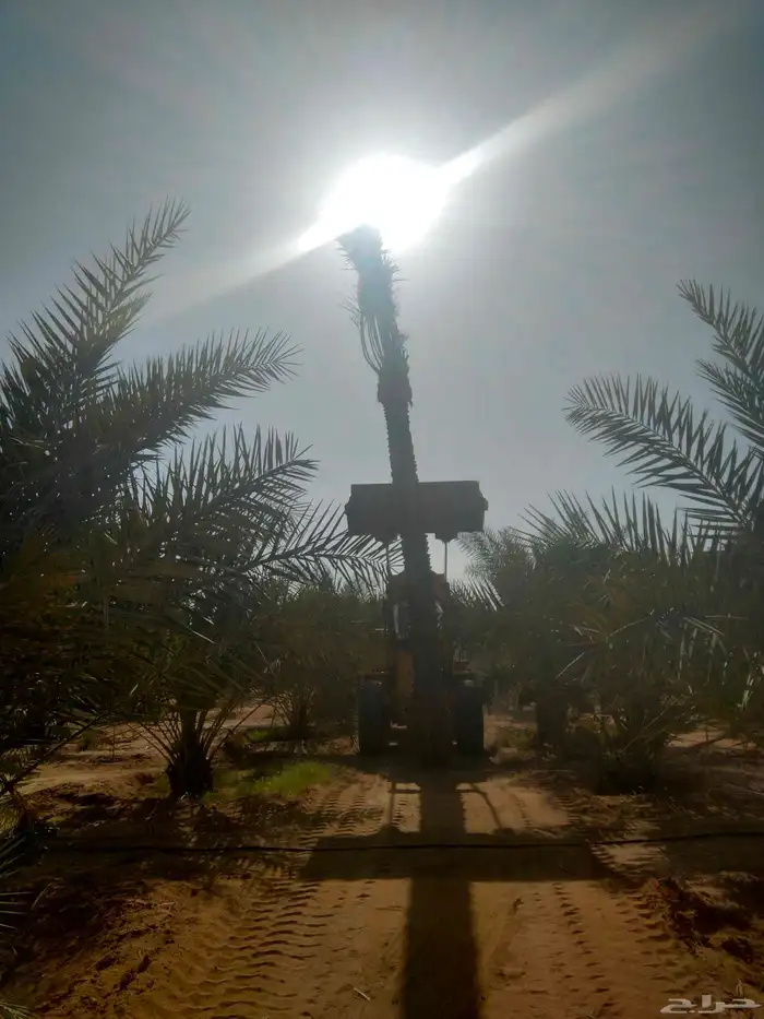 نقوم بجميع اشغال النخيل عربي وشنطني قلع غرس نقل توريد في جمي 8