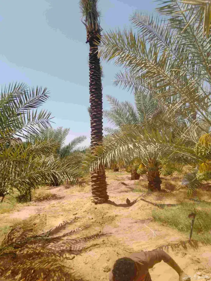 نقوم بجميع اشغال النخيل عربي وشنطني قلع غرس نقل توريد في جمي 3