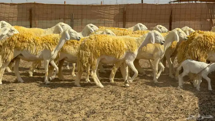 أعرض لكم اليوم غنم حريات رخال ضغط عالي شعر وجروم 8