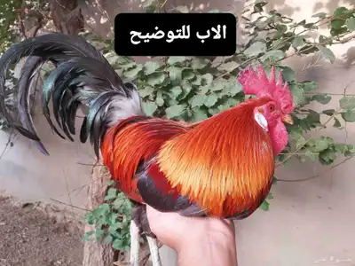 دجاج عربي فري_تم البيع 6
