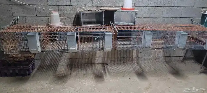 بطاريات ارانب نظيفة 1