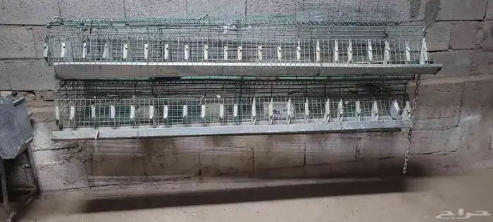 بطاريات ارانب نظيفة 2