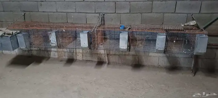 بطاريات ارانب نظيفة 0