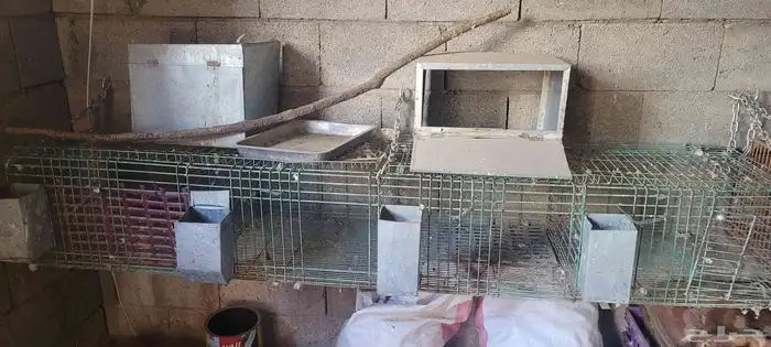 بطاريات ارانب نظيفة 3